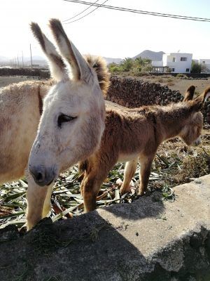 Esel in Inselinneren von Fuerteventura