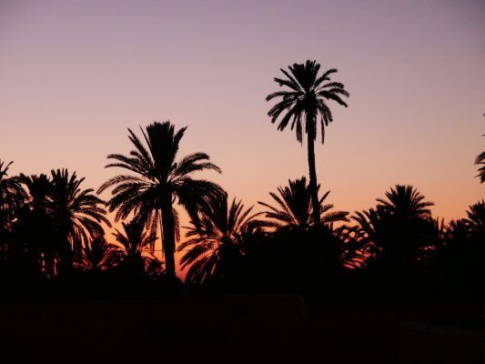 Palmen beim Sonnenuntergang