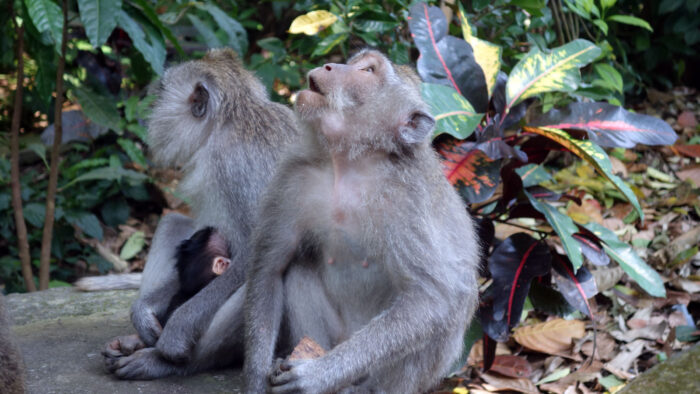 Drei Affen iM Monkey Forest