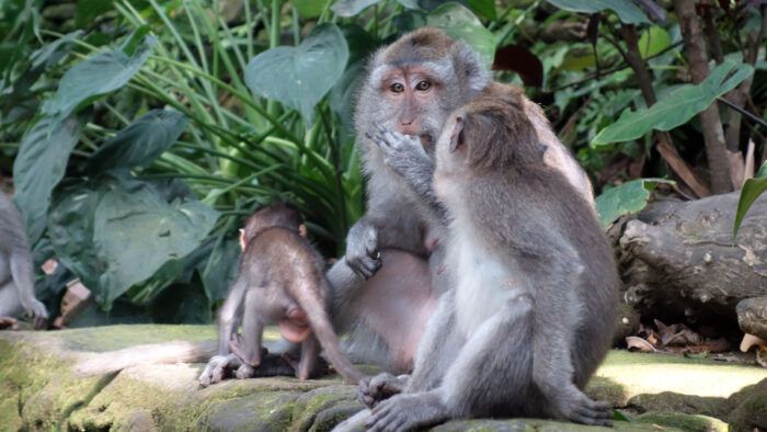 Drei Affen im Monkey Forest