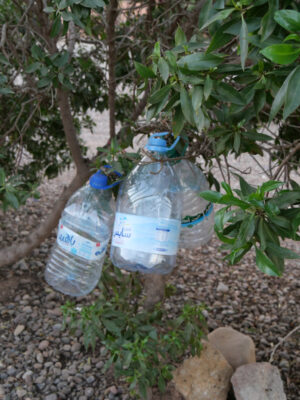 Leere 5 Liter Wasserflaschen hängen in einem Busch