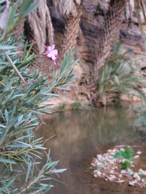 Bach in der Ait Mansour Schlucht