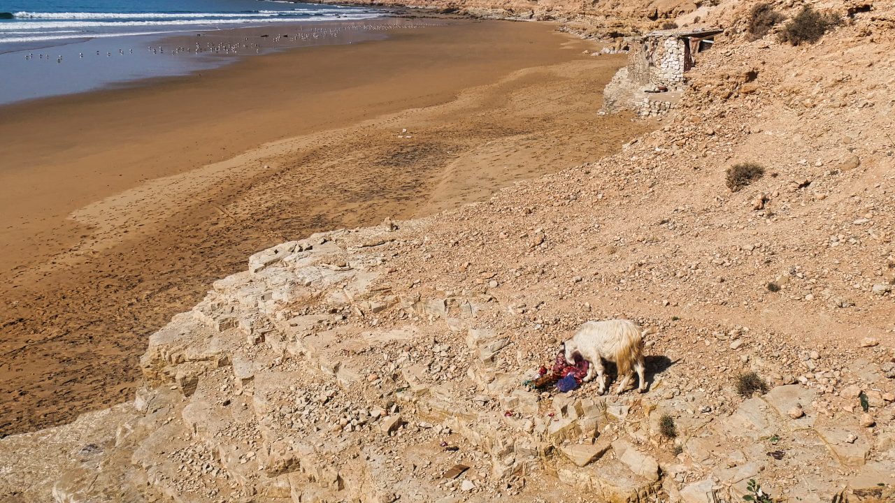 Marokko mit dem Camper – Alles, was du wissen musst (2026) 7 Ziege frisst Müll am Strand in Marokko