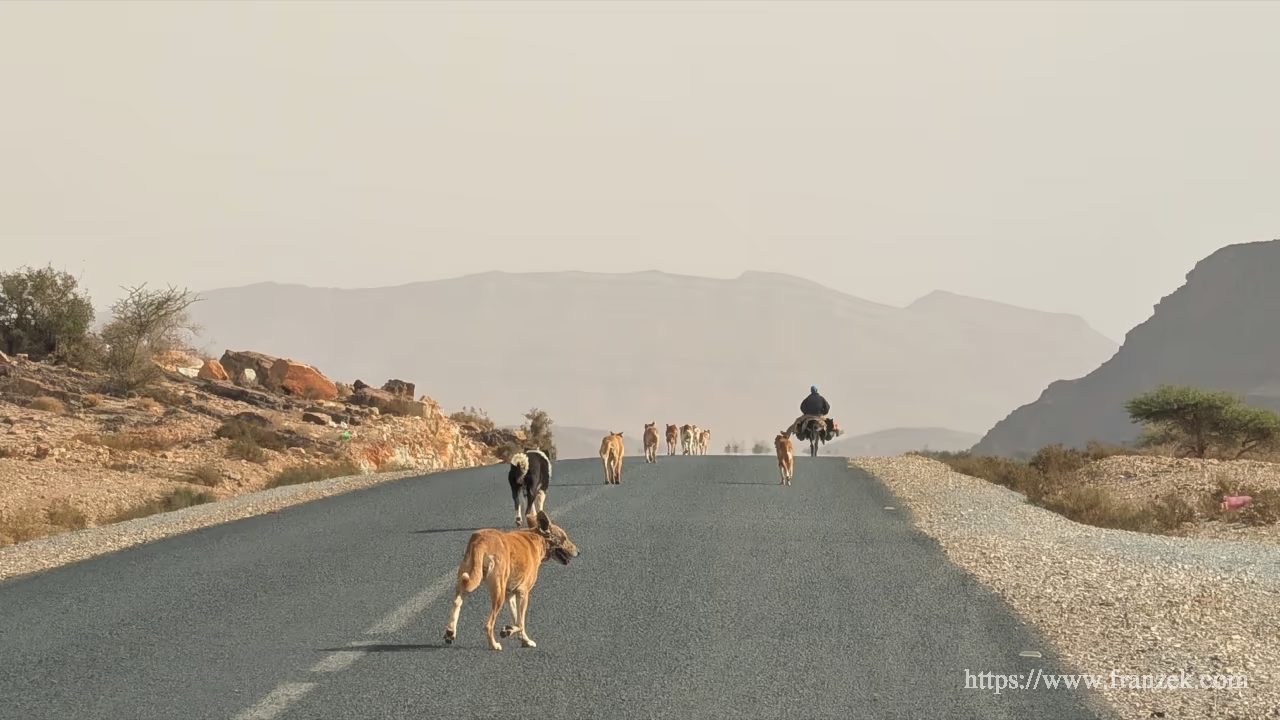 Süd-Marokko Mietwagen-Route: Kosten & Tipps (Anti-Atlas) 26 Strasse zwischen Amtoudi und Tata - Mann auf Essel mit 7 Hunden im Schlepptau