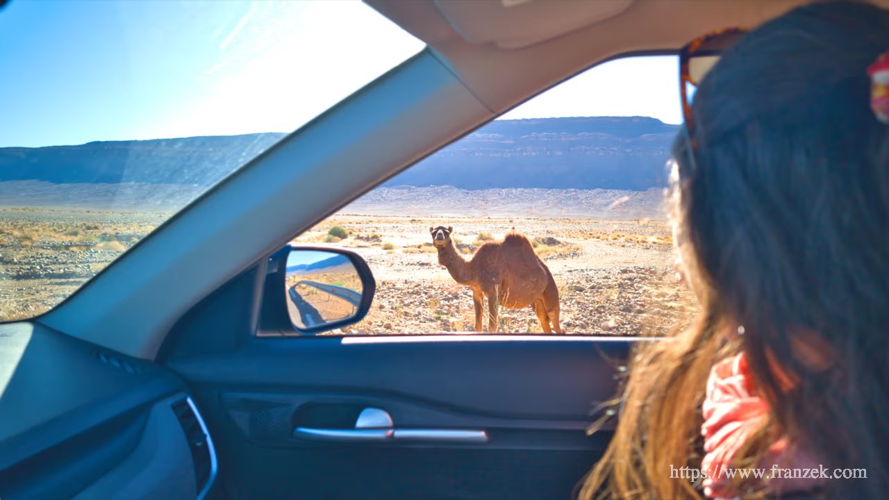 Süd-Marokko Mietwagen-Route: Kosten & Tipps (Anti-Atlas) 40 Blick aus dem geöffneten Autofenster auf ein einzelnes Dromedar, das ruhig in einer flachen Steinwüste steht. Teile des Autorahmens und der Seitenspiegel sind sichtbar.