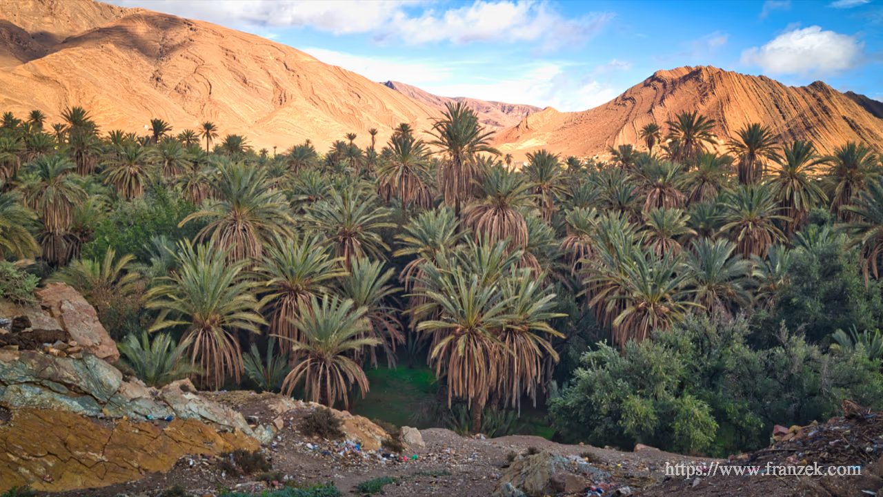 Süd-Marokko Mietwagen-Route: Kosten & Tipps (Anti-Atlas) 31 Blick in einen dichten Palmenhain der Oase Tagmoute. Hunderte Dattelpalmen füllen das Bildzentrum. Im Hintergrund ragen von der Sonne orange angeleuchtete, schroffe Felswände auf. Im Vordergrund ist steiniger, unbefestigter Boden sichtbar.